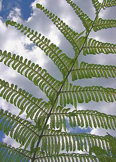 Giant fern