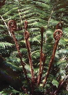 Giant fern in Abel Tasman National Park