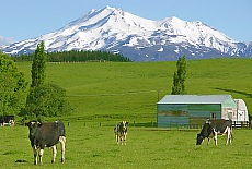 Farm in Tongariro National Park