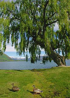 Lakeside promenade at Lake Wanaka