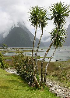 Mitre Peak mirrors in the icecold water of Milford Sound