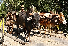 Oxcart in Burma