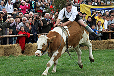 Ochsenrennen in Mnsing