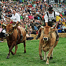 Ochsenrennen in Mnsing