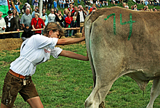 Strrischer Ochse beim Ochsenrennen in Mnsing