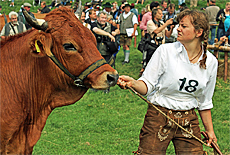 Strrischer Ochse beim Ochsenrennen in Mnsing