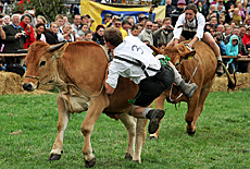 Stubborn oxen at the bull race in Muensing