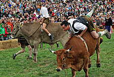 Nosedive in the bull race in Muensing