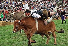 Stubborn oxen at the bull race in Muensing