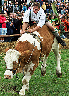 Ochsenrennen in Mnsing