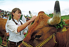 Ochsenrennen in Mnsing