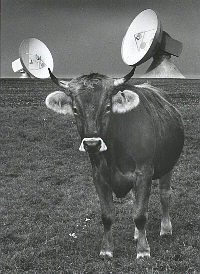 Hightech cow