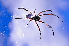 Silk spider