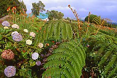 Geranien and ferns im Park Hotel Maido