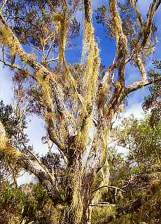 Tamarind forest at Col de Taibit