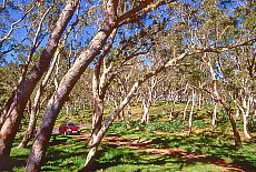 Tamarind forest at Pico Maido