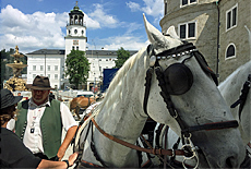 Horse drawn carriages am Domplatz