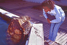 Sea turtle farm Ferme Corail near Saint Leu