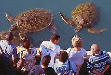 Sea turtle farm Ferme Corail near Saint Leu