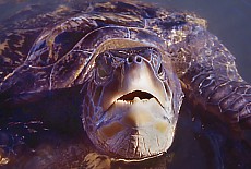 Sea turtle farm Ferme Corail near Saint Leu