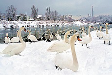 Winter romance in Munich - Swans on the river Isar