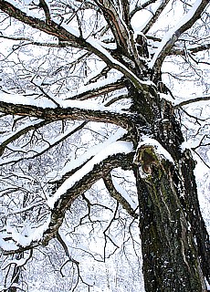 Winter fairy tale in Munich