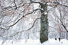Winter romance in Munich - Tree with face
