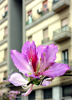 Blossoms avenue in Palermo