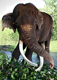 Old elephant in the elephant orphanage Pinnawela