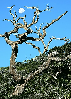 Bizarre trees in Horten Plains National Park