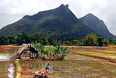 Rice fields in the Cultural Triangle of Dambulla