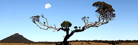 Bizarre Trees in Horten Plains National Park