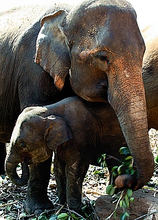 Family of elephants in the elephant orphanage Pinnawela