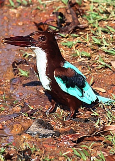 Beautiful river kingfisher in Sri Lanka