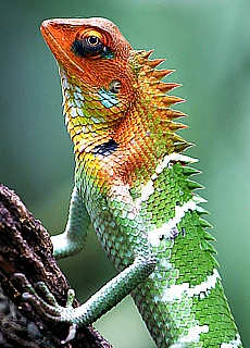 Colourful Chameleon in Sri Lanka