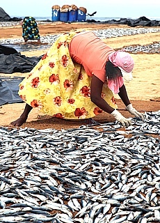 Womens work in the fish factory of Negombo
