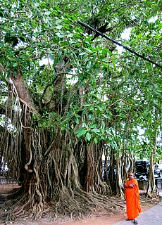 Huge water trees in Galle Fort