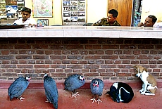 Ticket kiosk in Mihintale