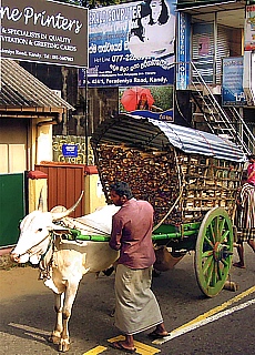 Timber merchant with bullocks trailer in Kandy