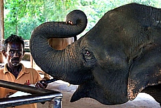 Elefantenbaby im Elefantenwaisenhaus Pinnawela