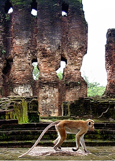 Monkeys populate the ruins fields in Polonnaruwa