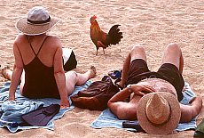 Relax on the beach