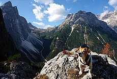 My small dog Linux high above the Fischlein valley