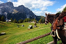 Wildwest on the Rotwandwiese near Sexten