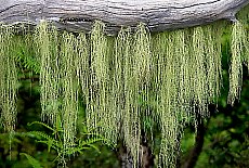 Fine moss in tropical rainforest