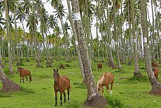 Coconut farm with horses