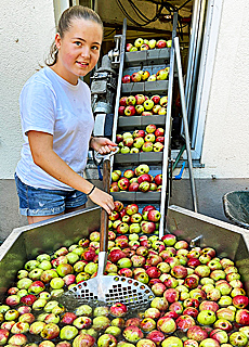 Appelwoi auf dem Rettershof bei Knigstein