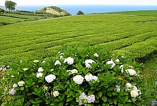 Tee plantage near Gorreana on São Miguel