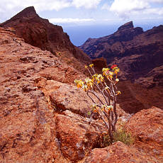 Walking path in Teno mountains of Tenerife