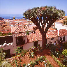 Dragon tree in La Orotava